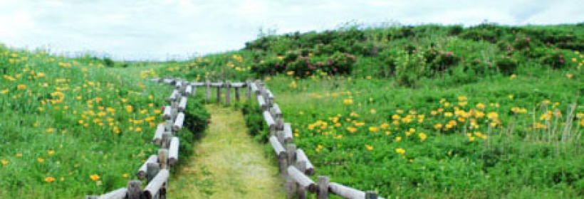 模板